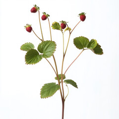 Strawberry Plant Isolated