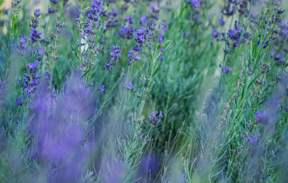 Abstract image of lavender flowers field. Sunset light over a summer purple lavender field background. Bunch of scented flowers in the lavanda fields.