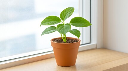 Fototapeta premium A small green plant grows in a terracotta pot on a wooden surface, illuminated by natural light from a nearby window.