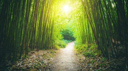 Fototapeta premium Serene Tranquil Bamboo Grove with Winding Path Bathed in Warm Glow of Sunlight, Perfect for Nature Lovers and Meditation Spaces