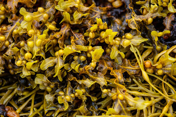 Seabed plants texture at ebb