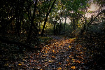 Autumn forest with fallen leaves - October in Slovakia