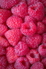 Zbiór świeżych i dojrzałych malin. Tło © Dorota