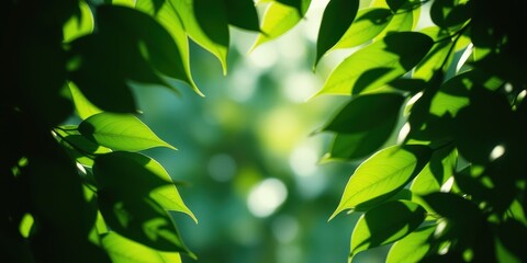 A frame of green leaves, backlit by the sun, creates a dappled light effect, casting a soft glow on the blurred background.