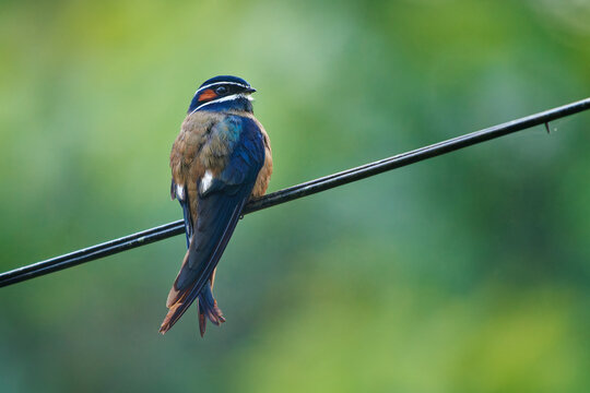 Whiskered treeswift Hemiprocne comata bird in Hemiprocnidae, found in Brunei, Indonesia, Malaysia, Myanmar, Philippines, Singapore and Thailand, beautiful colored swift on the wire