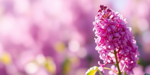A single stem of vibrant pink blossoms stands out against a soft, pink background, showcasing the delicate beauty of nature.