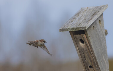 House Sparrow Heads For Home