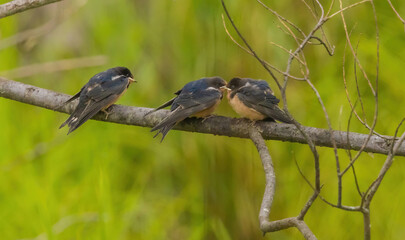 Baby Bran Swallows On Branch