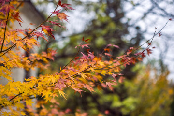 Autumn nature trees bush leaves yellow background