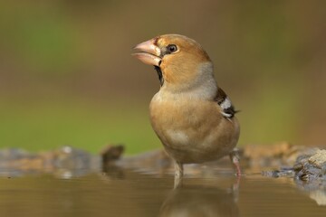 Hawfinch Coccothraustes coccothraustes bird songbird wildlife nature predator cock o the north, beautiful animal mountain finch, animal, bird watching ornithology, flower bud fauna wildlife Europe