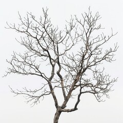 Obraz premium Minimalist artwork featuring bare tree branches on white background.