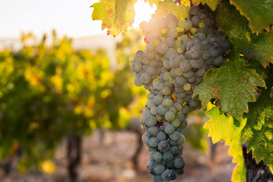 Racimos de uvas con roc&iacute;o de la ma&ntilde;ana y con un desenfoque broken 