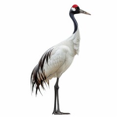 Naklejka premium Red Crowned crane isolated on white