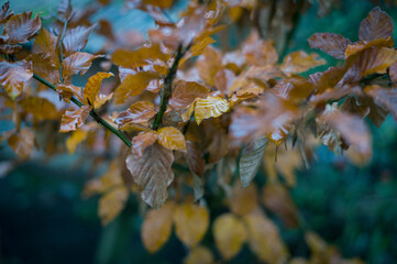 Yellow autumn leaves in wet weather on green background