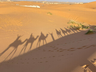 Sunset shadows of camels in the Sahara desert in Morocco