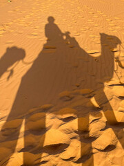 Sunset shadows of camels in the Sahara desert in Morocco