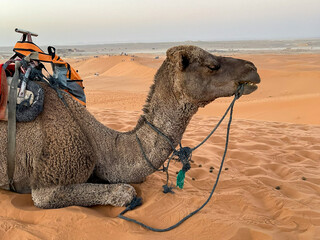 Sunset shadows of camels in the Sahara desert in Morocco