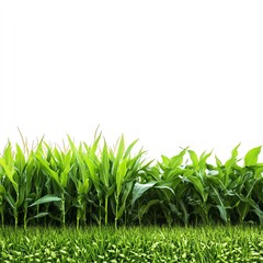 Obraz premium Fresh green cornfield with vibrant plants.