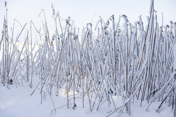 Tote Gräser bedeckt mit Raureif