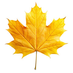 Fototapeta premium yellow maple leaf isolated on white