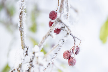 Hagebutten bedeckt mit Raureif und Eiskristallen