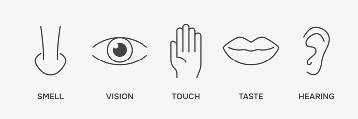 Fototapeta premium Human sense icons. Perception scheme. Vector illustration
