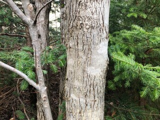 Obraz premium tree trunk in the forest