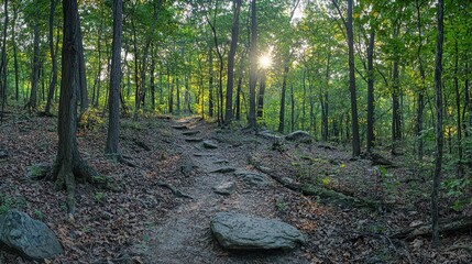 Obraz premium Gentle Sunlight Dapples Through Trees in a Serene Forest Pathway Surrounded by Lush Greenery and Natural Beauty