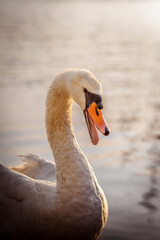 Fototapeta premium swan on the lake