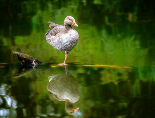 Grayleg goose standing in the water