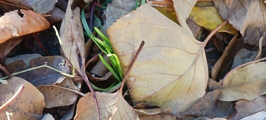 Autumn leaves in Fall season