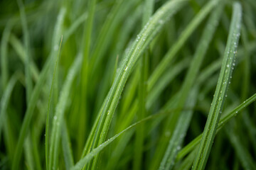 grass with dew