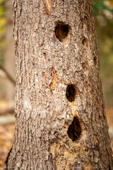 Fototapeta premium wood pecker wildlife nesting holes on tree trunk