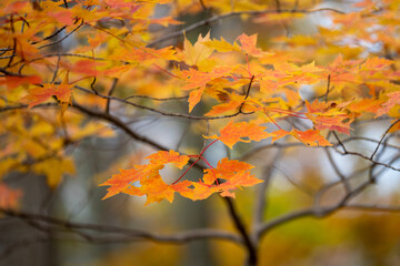 colorful autumn maple leaf foliage in southern maryland calvert county usa