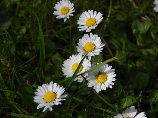 Stokrotka pospolita białe kwiaty występujące na łąkach i trawnikach © Maciej