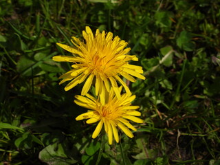 Mniszek lekarski żółty chwast występujący na łąkach i trawnikach © Maciej