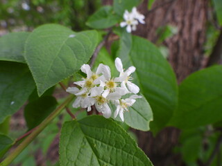 Czeremcha zwyczajna białe kwiaty kwitnące w lesie © Maciej