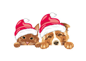 Peeking ginger cat and Border Collie dog in Santa hats