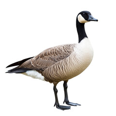 Goose Standing on Black Background
