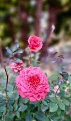 Beautiful pink roses in focus of the camera lens