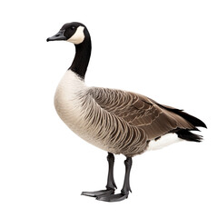 A Single Canada Goose