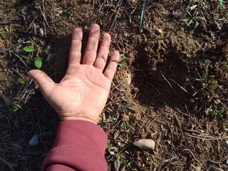 Human hand and Adult Wild Boar Footprint Comparison