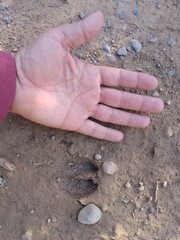 Human hand and Baby Wild Boar Footprint Comparison