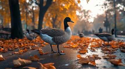 Fototapeta premium Geese waddling along a path lined with autumn leaves
