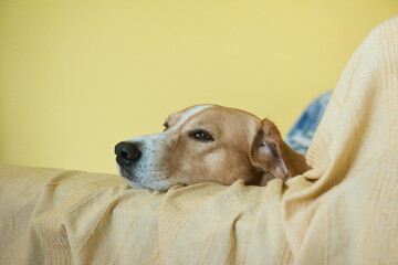 portrait of a dog with a bone