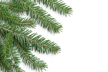 Fototapeta premium A close-up shot of a single fir tree branch against a clean white background