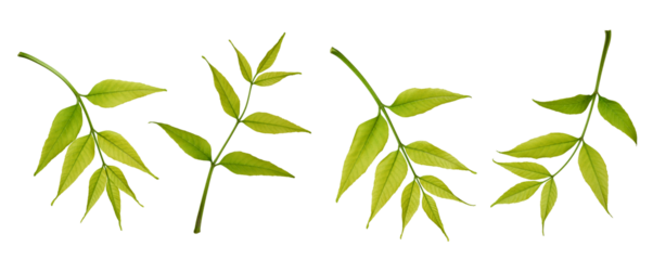 Botanical Collection. A set of fresh green ash tree leaves isolated on a white background.