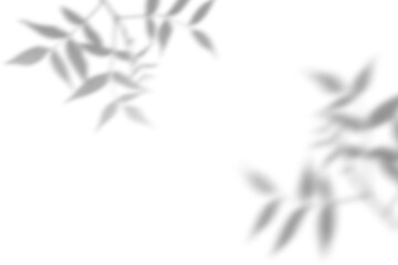 Leaf shadow overlay on white background. Shadows from branches with leaves. Overlay effect for...