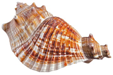Obraz premium A detailed view of a seashell's surface on a clean white background, perfect for illustrations and designs