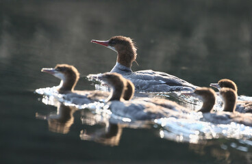 family duck in water during summer